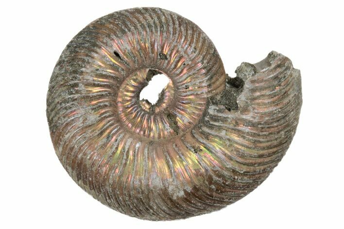 Iridescent, Pyritized Ammonite Fossils - 1" to 1 1/4" - Photo 1